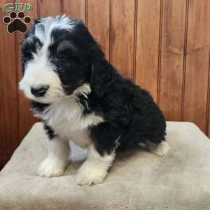 Madison, Bernedoodle Puppy